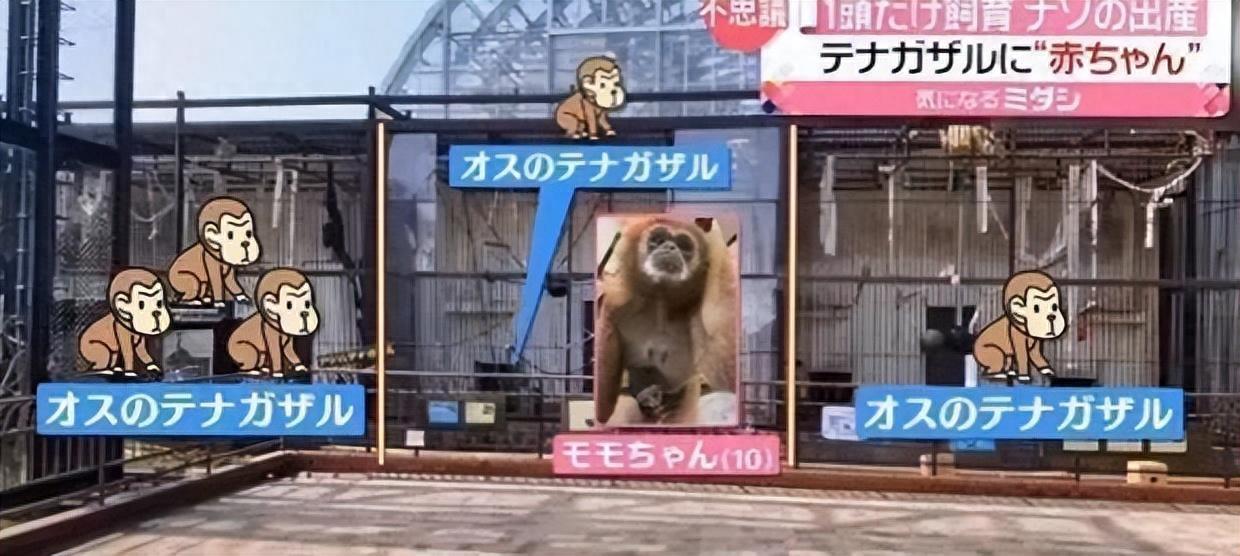 为了繁衍有多努力？日本公园特将公母猴分饲，母猴独居数年后产子