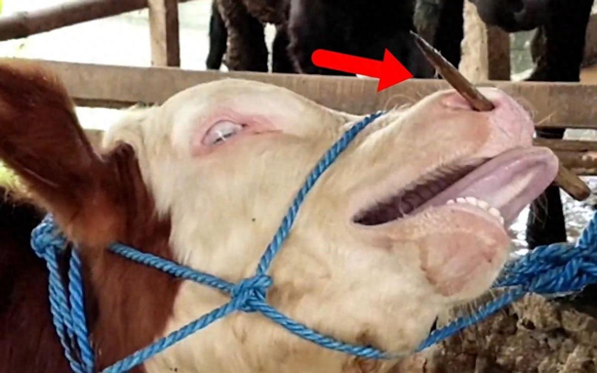 人类一直在虐待牛和马？马嚼子和牛鼻环都很疼，难道不是刑具吗？