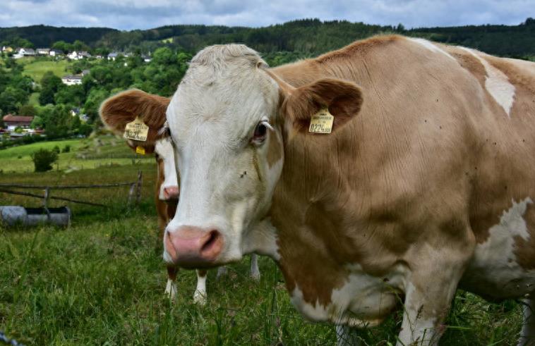牛只吃草料的好处和坏处有哪些？养牛经验告诉你