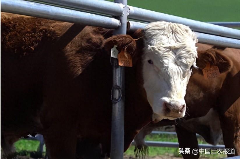 拍卖66万元一头的牛牛，到底有多牛？
