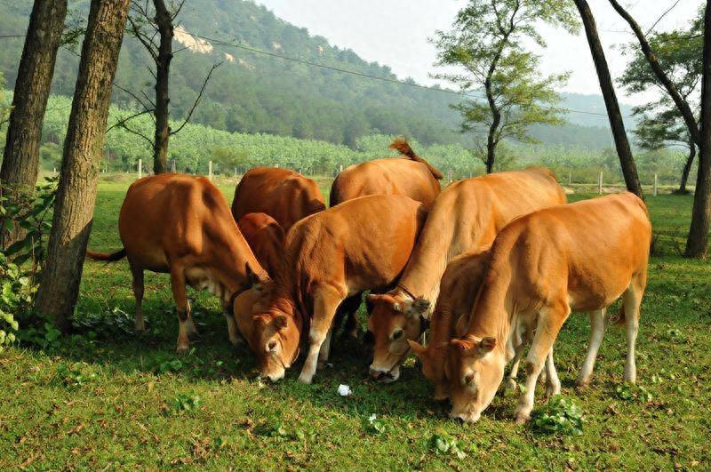 牛只吃草料的好处和坏处有哪些？养牛经验告诉你