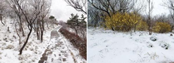 江苏下起“桃花雪”，河南多地暴雪红色预警！专家回应降雪成因