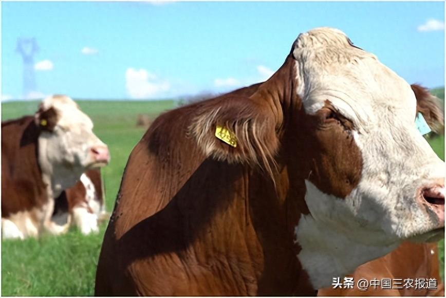 拍卖66万元一头的牛牛，到底有多牛？