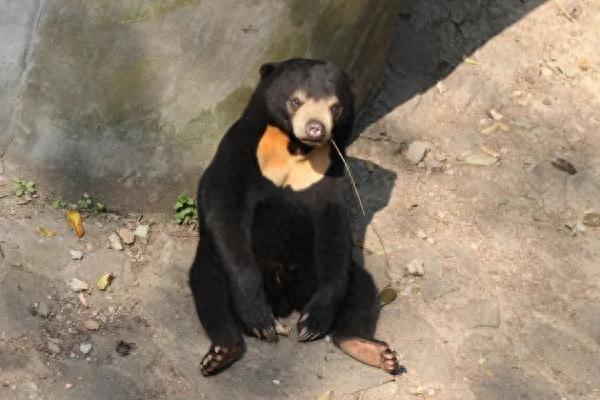 动物园黑熊被质疑是“人假扮”？！最新回应