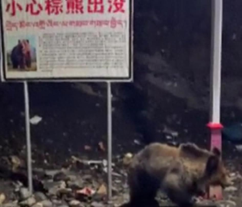 男子自驾西藏遇18头棕熊觅食，当事人：它们围着车踱步，还有熊爬到车上，政府：如遇危险可电话求助