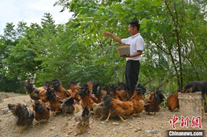 广西马山现“无人售鸡摊” 游人自助选购“无人鸡”