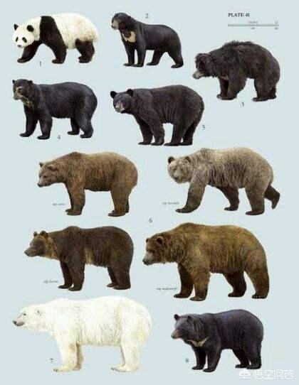 北极熊、棕熊、黑熊谁是熊界的“老大”