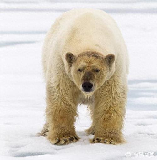 北极熊、棕熊、黑熊谁是熊界的“老大”