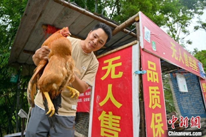 广西马山现“无人售鸡摊” 游人自助选购“无人鸡”