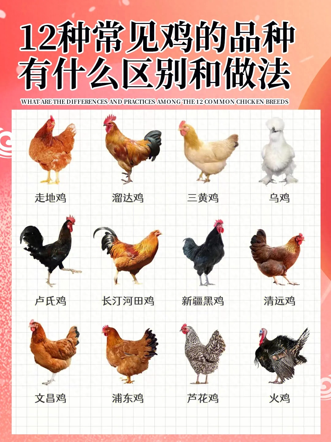 12种生活中常见鸡的品种，有什么区别和做法呢？