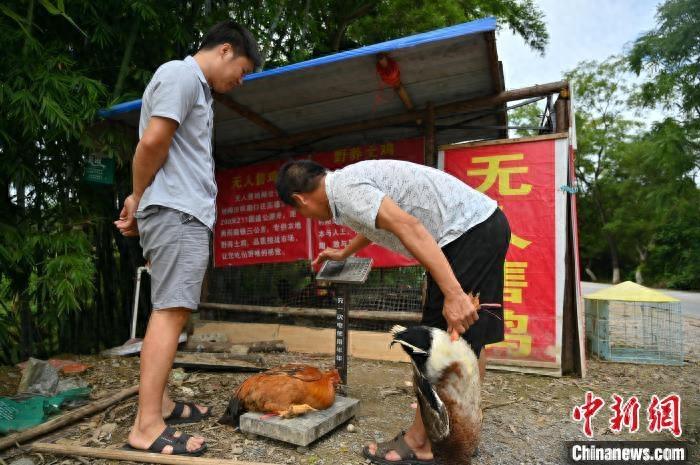 广西马山现“无人售鸡摊” 游人自助选购“无人鸡”