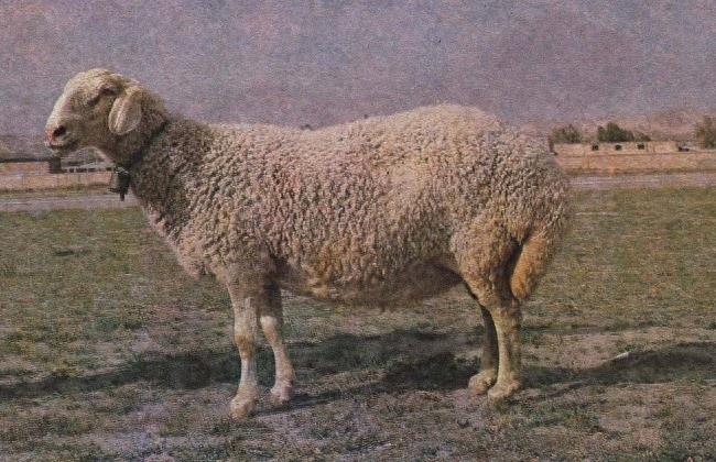 羊的种类及图片大全