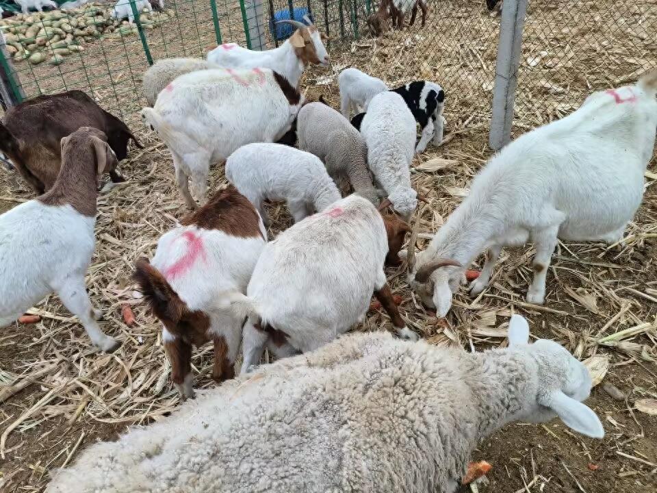 羊价走低，养羊抄底的时候到了，新手养山羊好还是绵羊好？