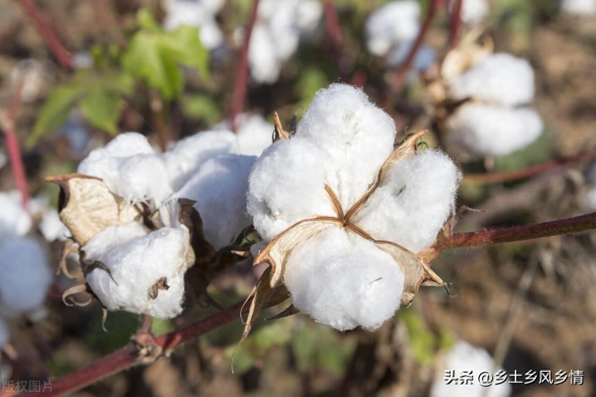 为什么现在农村没有人种棉花？这4个原因让农民无奈放弃