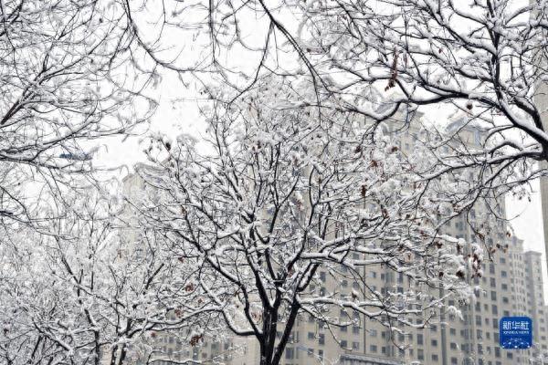 山西太原：雪落枝头