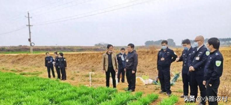 湖南打响“第一枪”：农民种姜被铲除，农管说生姜不是农作物？