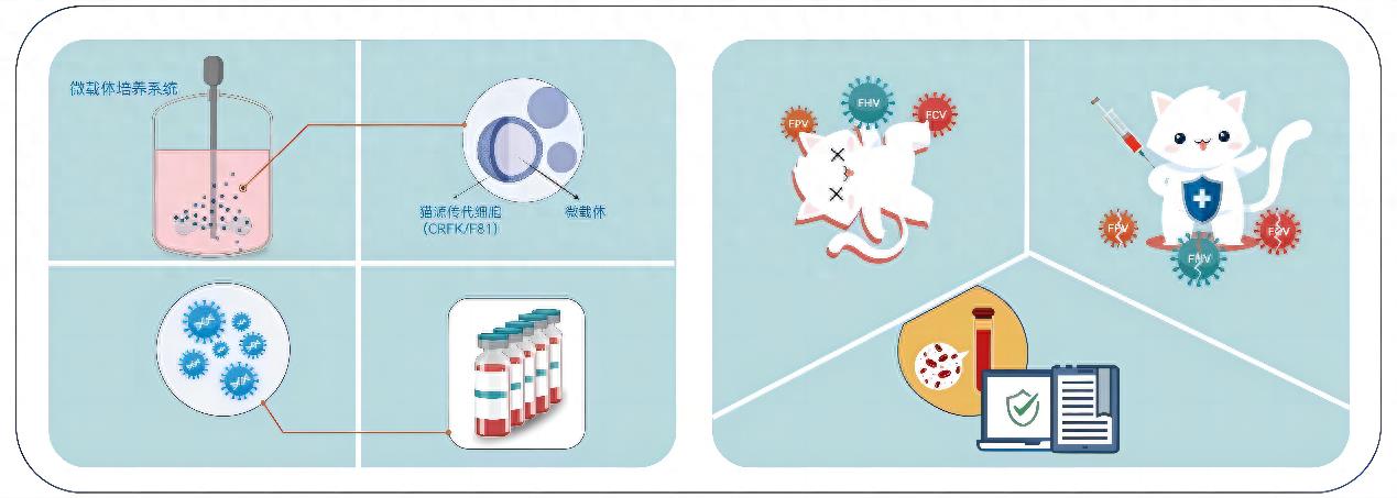 国产猫用疫苗实现零的突破