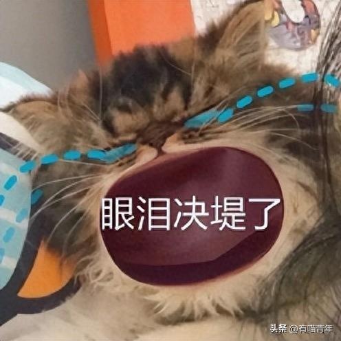 猫妈妈串门看小猫，眼泪都要出来了，网友：先别哭！猫妈就住隔壁