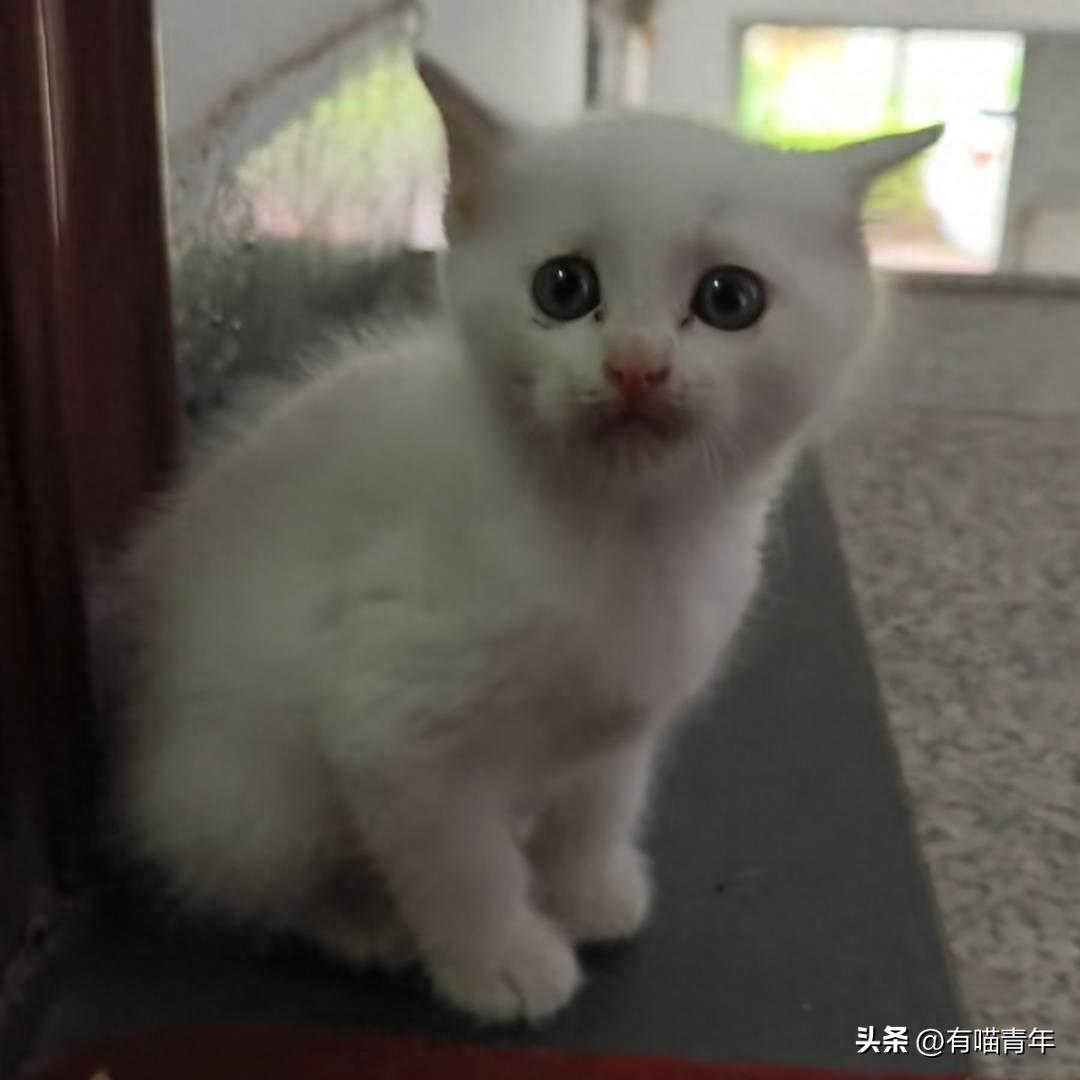 猫妈妈串门看小猫，眼泪都要出来了，网友：先别哭！猫妈就住隔壁