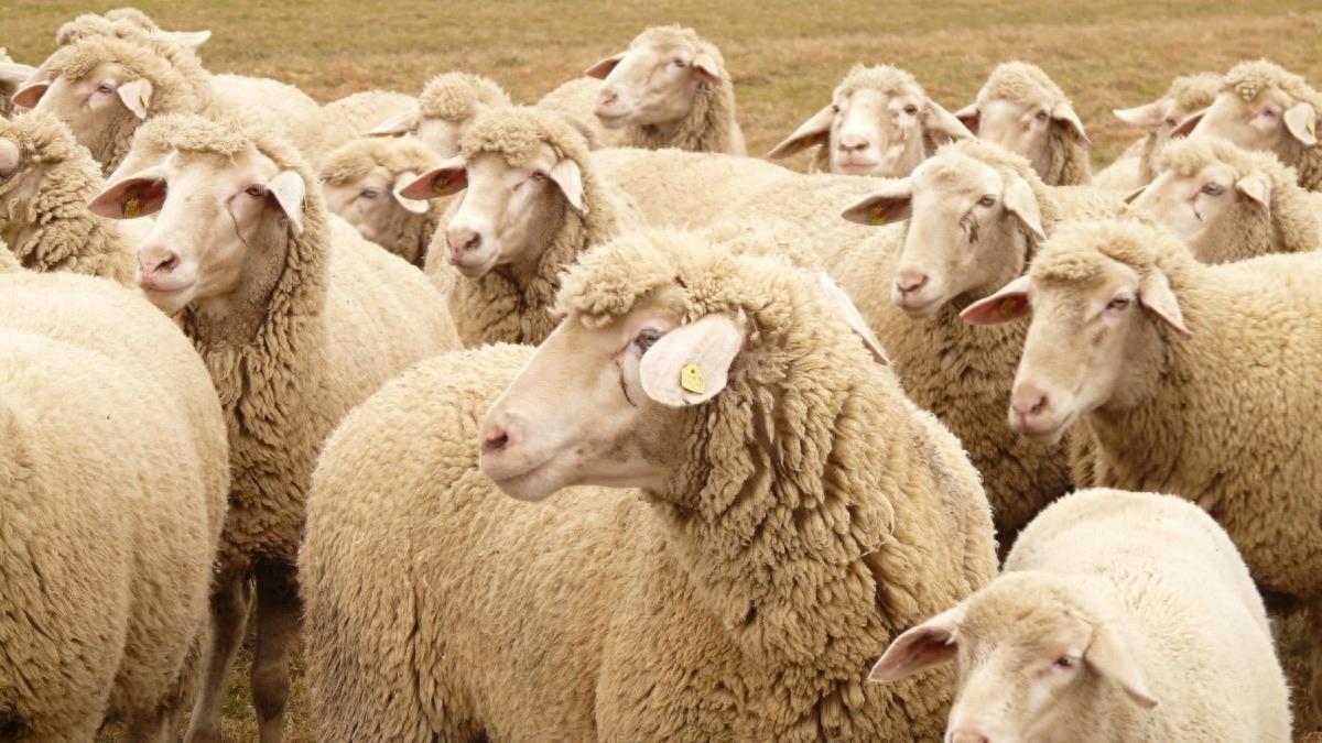 《说文解字》第722课：细说“羊”字，“吉羊”为啥就是“吉祥”