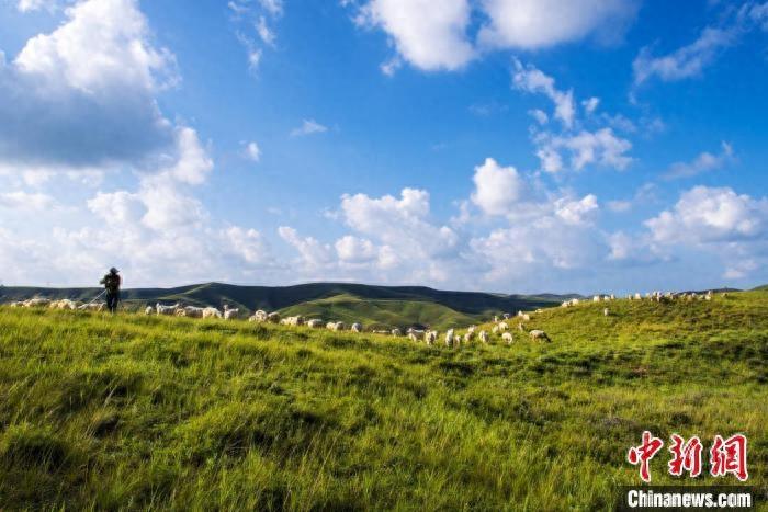 念羊经、兴羊业、发羊财 山西右玉全力打造生态羊特色专业镇