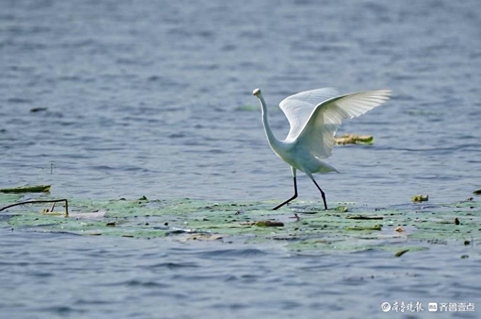 华山湖“湖”拍|荷叶上翩翩起舞