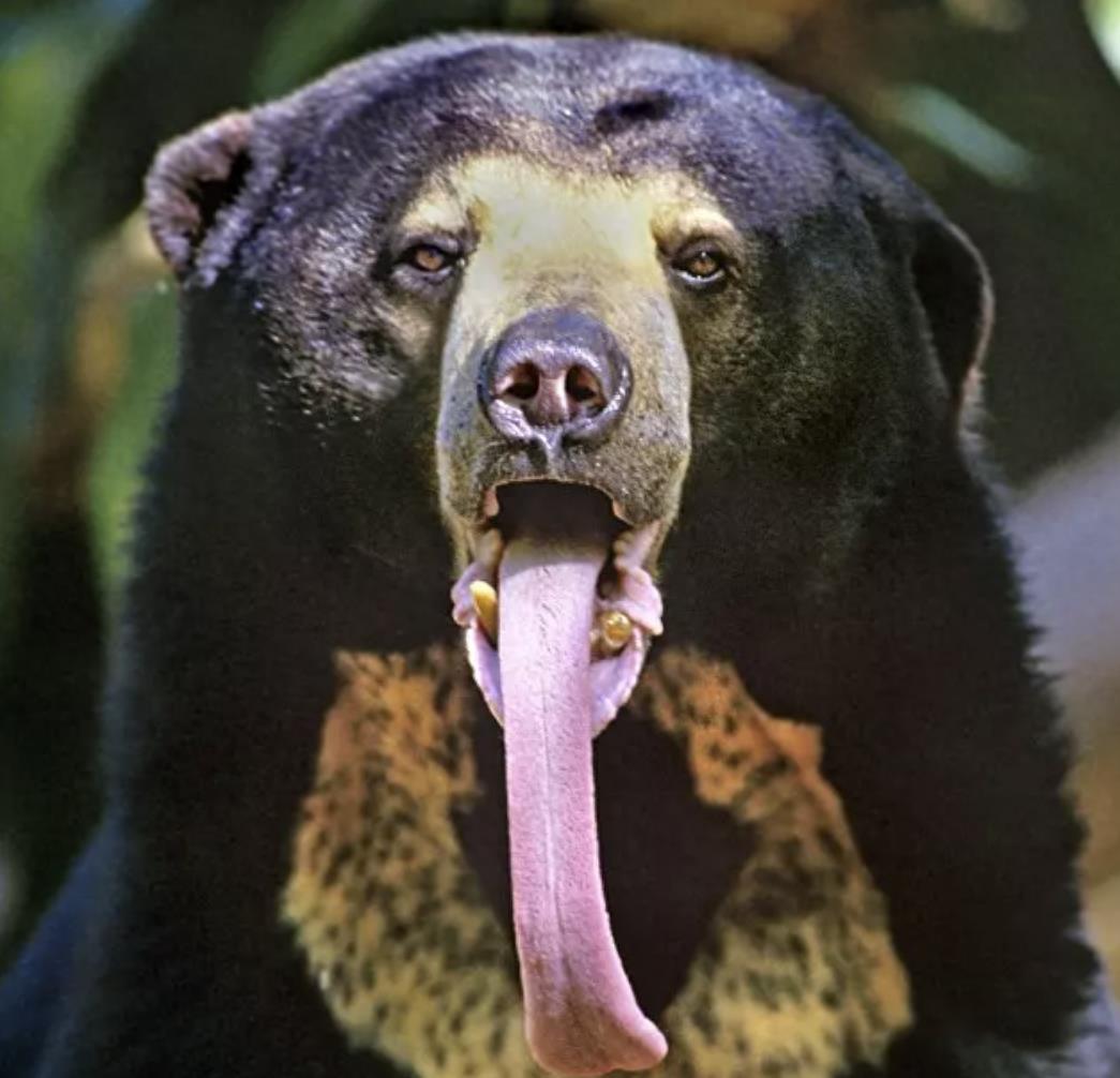 一巴掌拍碎脑袋，一口能舔掉脸皮！不到2米的黑熊真有那么恐怖？