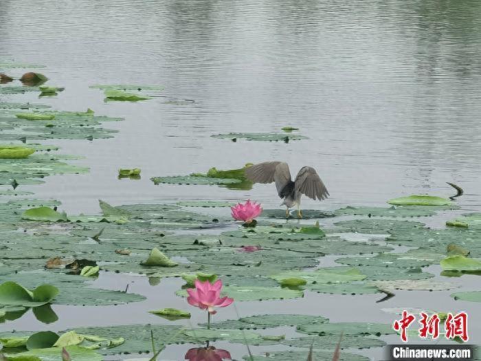 河北衡水湖的初秋：红荷白云碧波 水鸟自由飞翔
