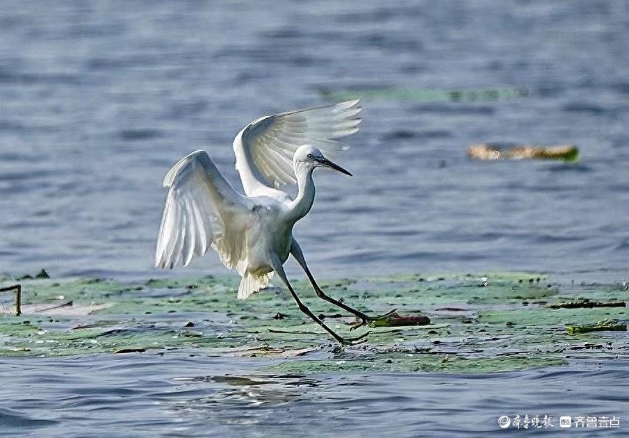 华山湖“湖”拍丨轻轻降落荷叶上