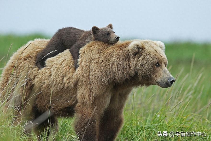 动物世界  ~「熊」
