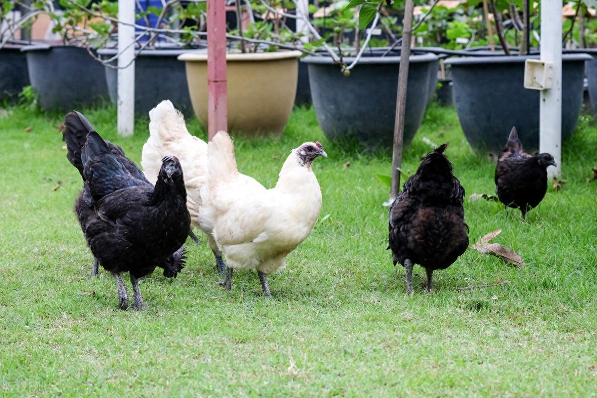 乌鸡是鸡基因突变所致？乌鸡价格那么贵，为何在农村很少人养殖？