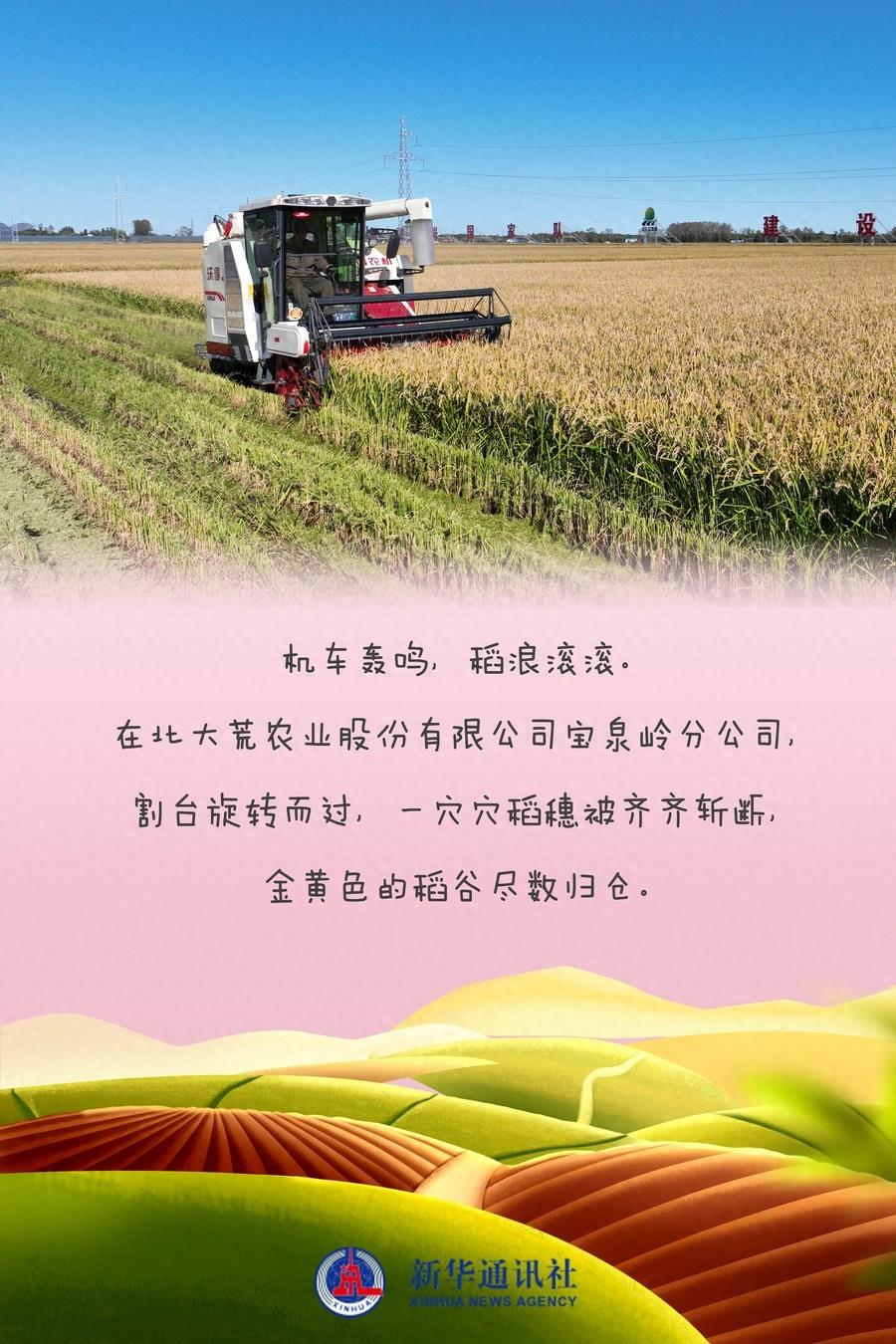 中国产粮第一大省迎来丰收季