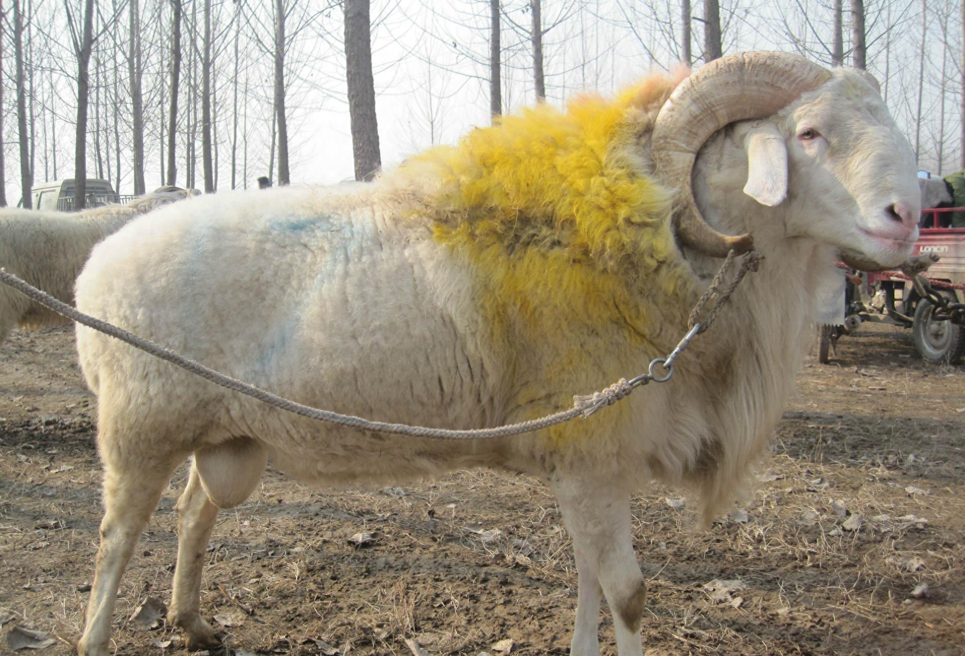 原创羊是如何被人类驯化的？为啥驯化了这么久