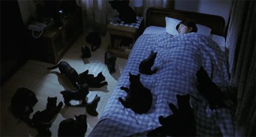 五个对猫最为可怕的误解，你中了几个？