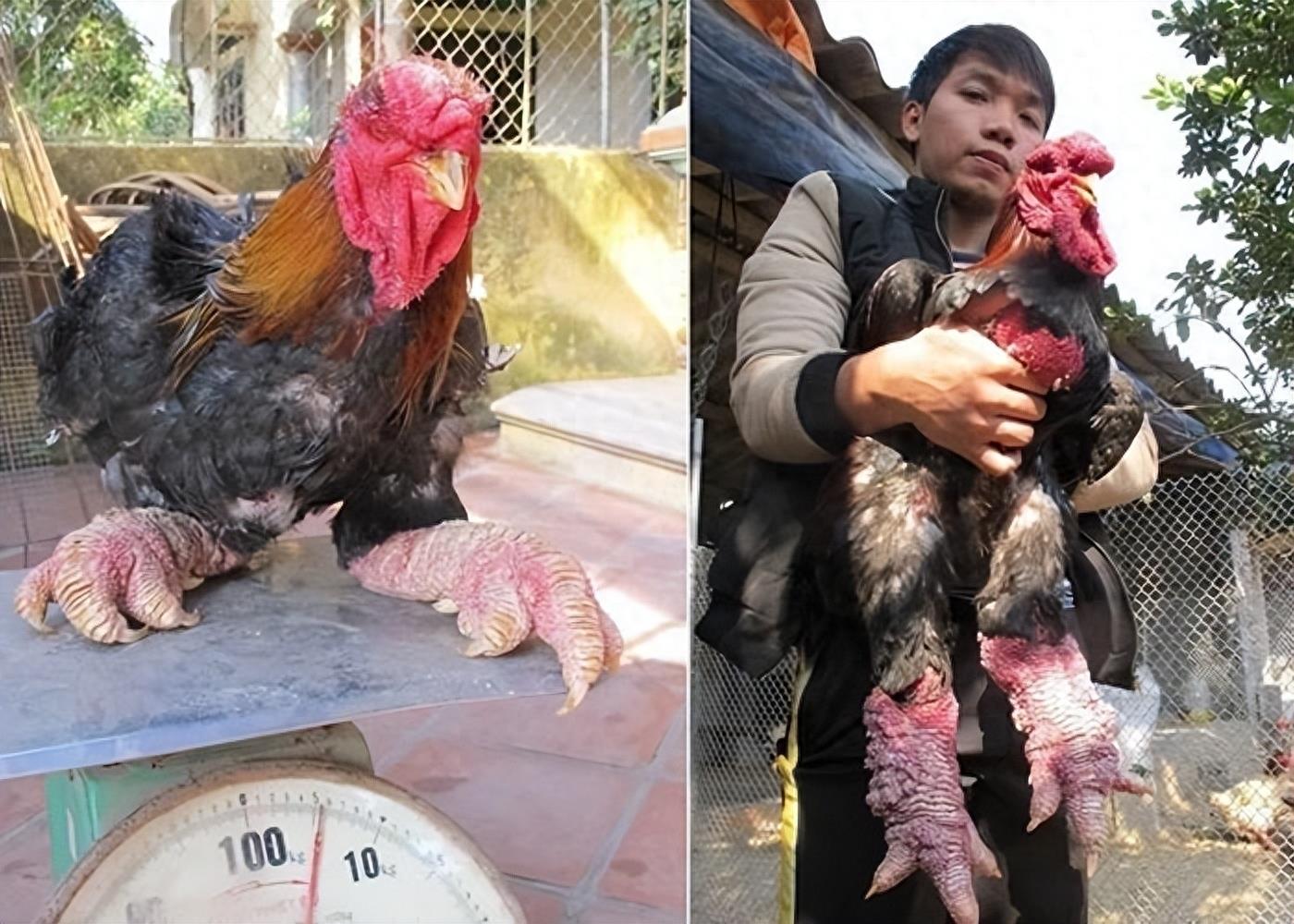 世界上最珍贵的6种鸡，中国名鸡仅排末尾