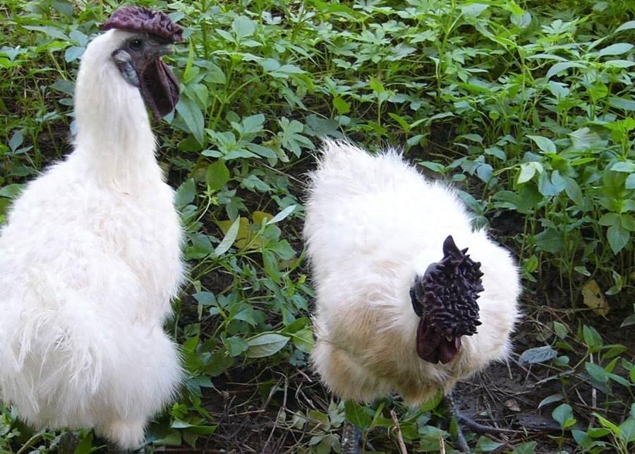 世界上最珍贵的6种鸡，中国名鸡仅排末尾