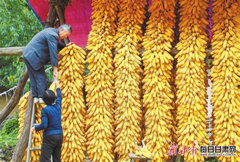 【图片新闻】徽县江洛镇龙头新村村民挂晒丰收的高山玉米