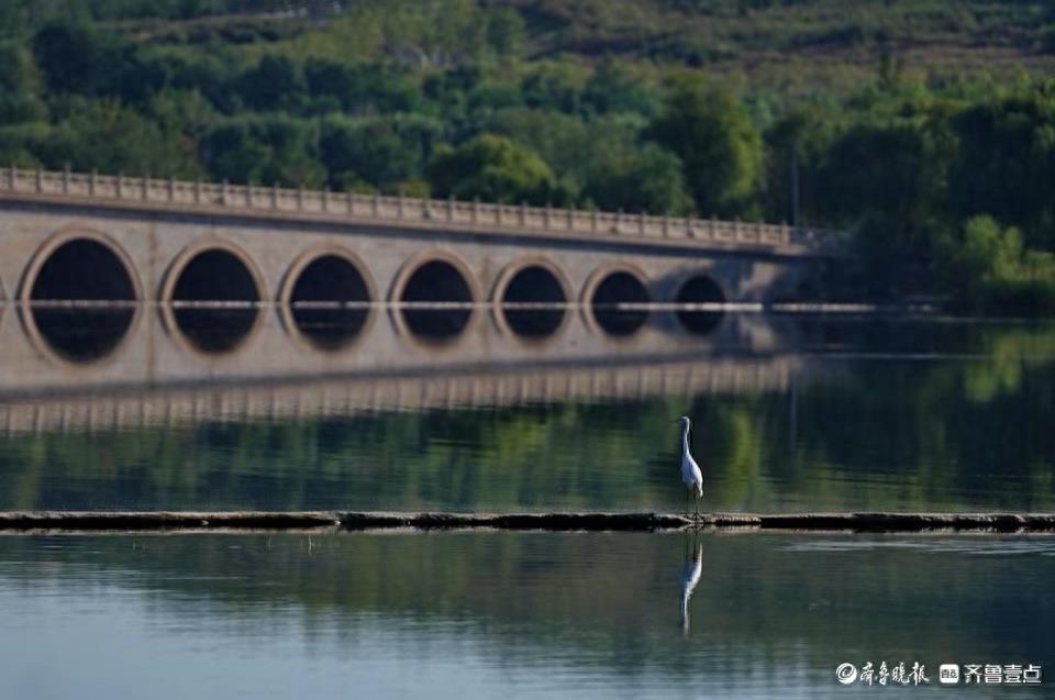 华山湖“湖”拍|烟雨桥边看白鹭