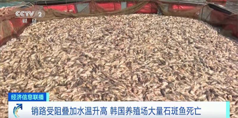 韩国石斑鱼大量死亡！什么情况？