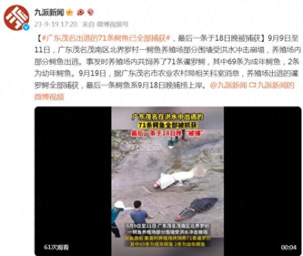 广东茂名出逃的71条鳄鱼已全部捕获，最后一条于18日晚被捕获