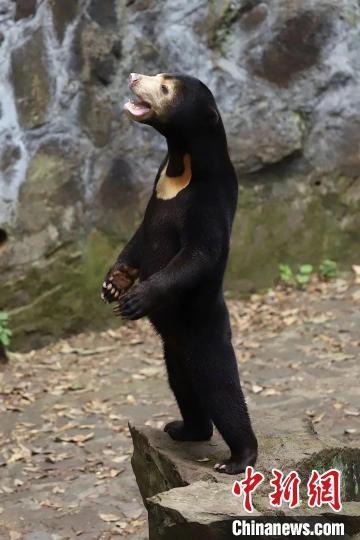 杭州动物园“黑熊”被疑“人假扮” 官方回应是真熊