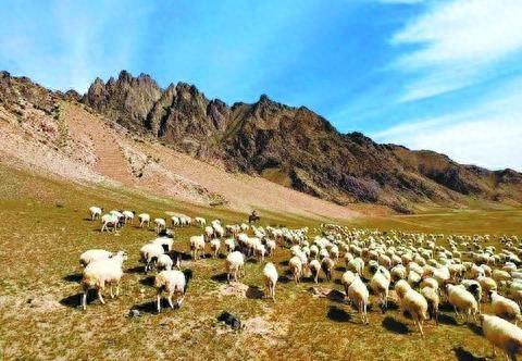 羊产业奏响“富民歌”——“乡村行 看振兴”系列报道