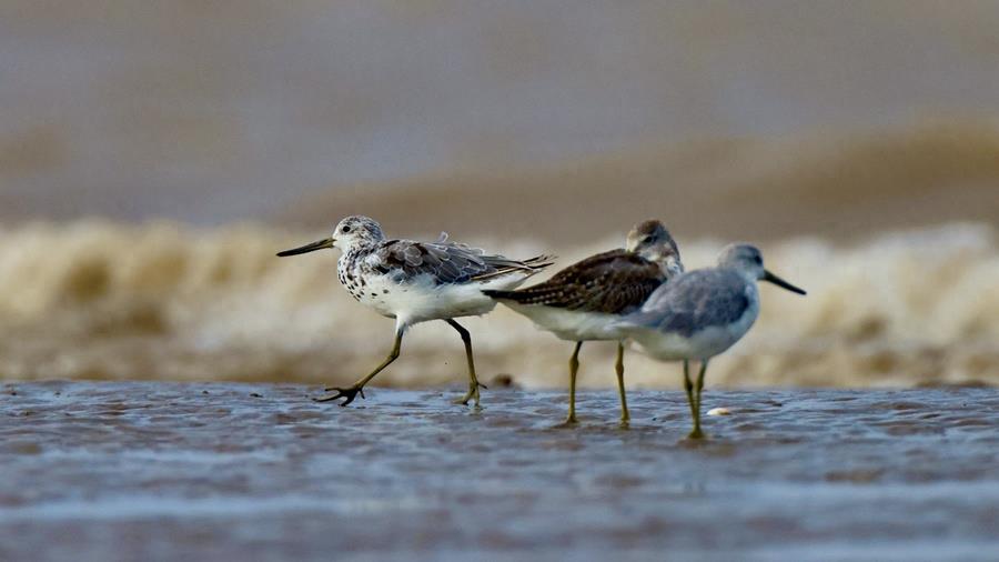 江苏盐城：滨海湿地尽现生物多样性之美