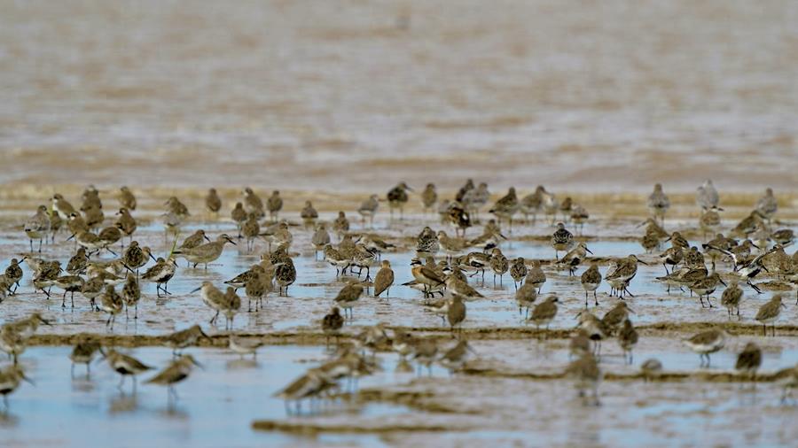 江苏盐城：滨海湿地尽现生物多样性之美