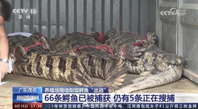 广东茂名“出逃”鳄鱼已捕获66条，仍有5条还在搜捕中