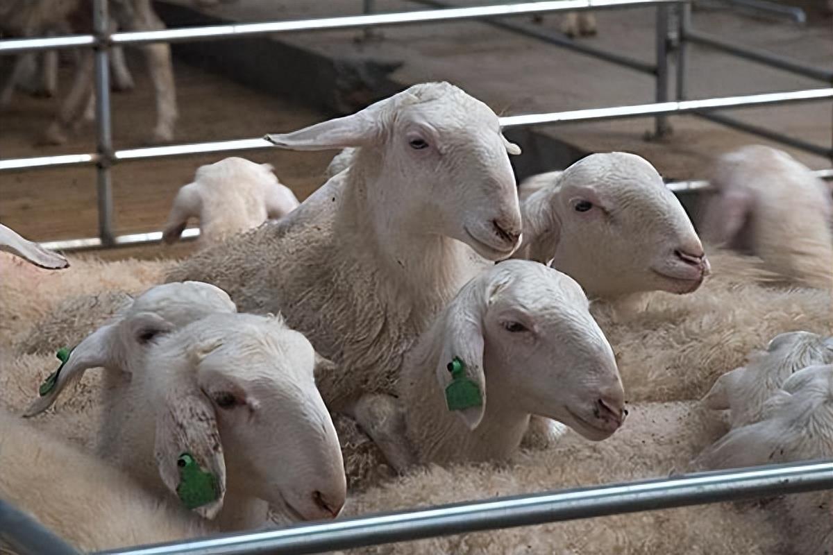 买羊怎样挑选好羊？怎么挑选好的母羊和公羊？养羊人快来看