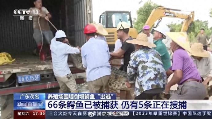 广东茂名“出逃”鳄鱼已捕获66条，仍有5条还在搜捕中