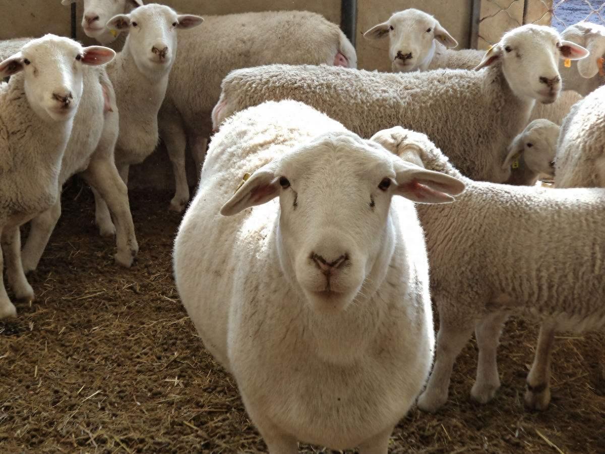 买羊怎样挑选好羊？怎么挑选好的母羊和公羊？养羊人快来看
