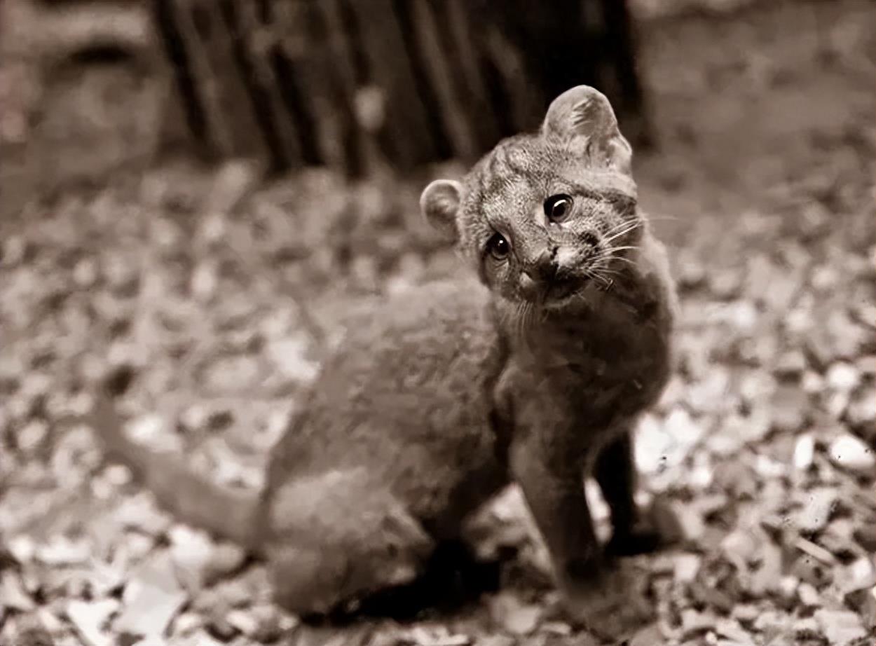 这是世界上最丑的猫？曾被科学家当成黄鼠狼，因皮毛太丑逃过捕杀
