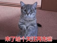 一只猫可以“贱”到什么地步？网友：简直无法相信！